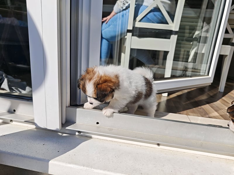 8 Wochen alte Chihuahua, Pomeranian Malteser Mix