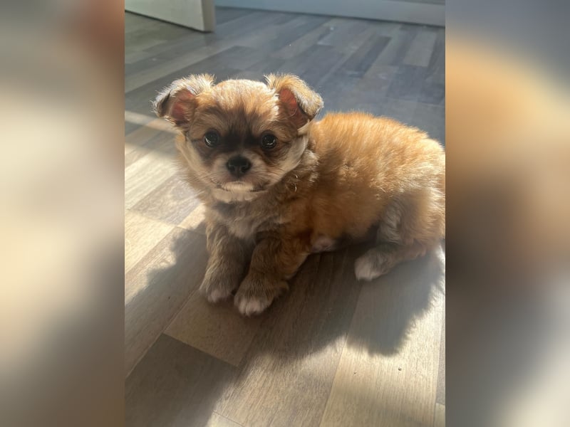8 Wochen alte Chihuahua, Pomeranian Malteser Mix