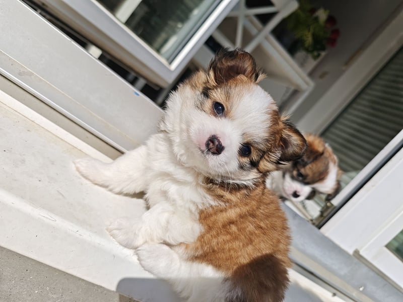 8 Wochen alte Chihuahua, Pomeranian Malteser Mix