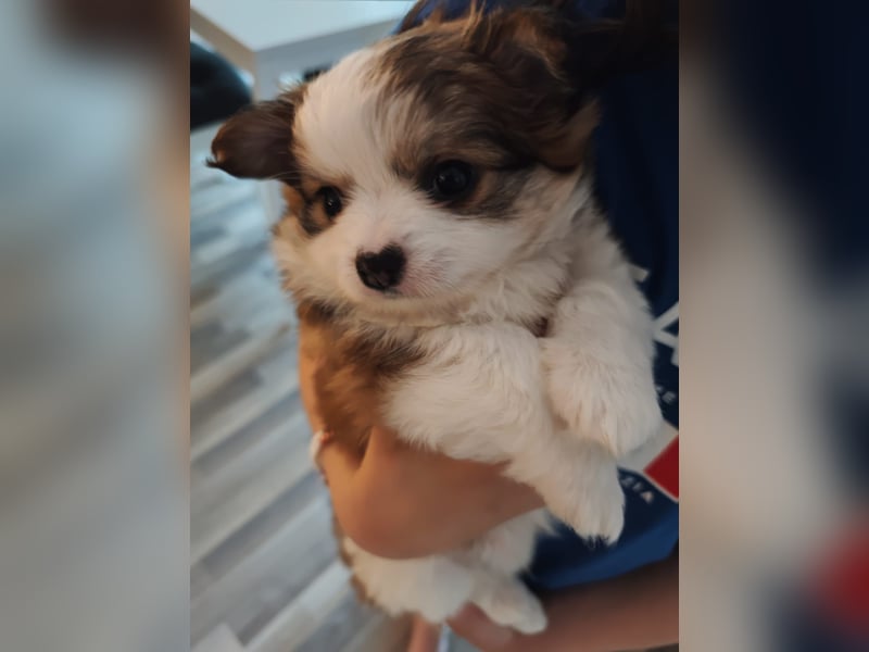8 Wochen alte Chihuahua, Pomeranian Malteser Mix