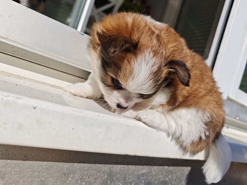 8 Wochen alte Chihuahua, Pomeranian Malteser Mix