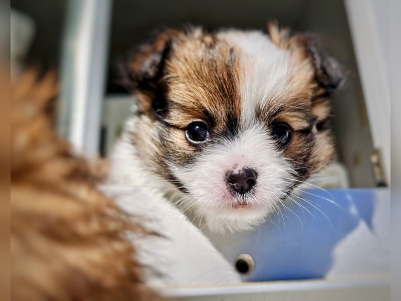 8 Wochen alte Chihuahua, Pomeranian Malteser Mix