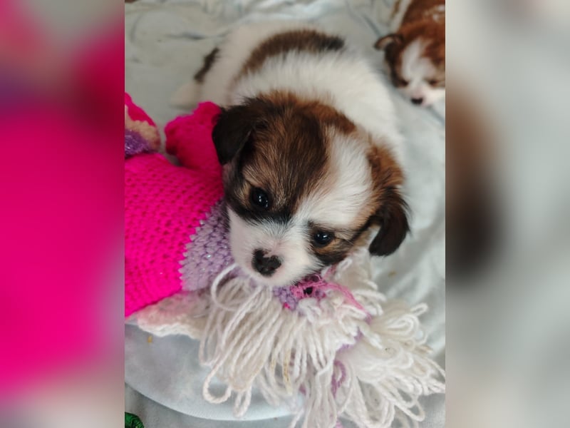 8 Wochen alte Chihuahua, Pomeranian Malteser Mix