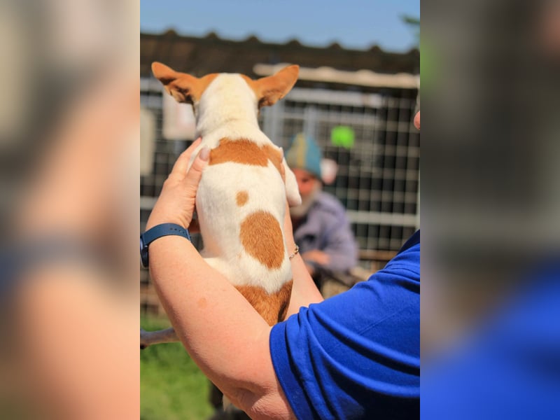 Töltö PP – Chihuahua-Rüde sucht geduldige Menschen mit Herz