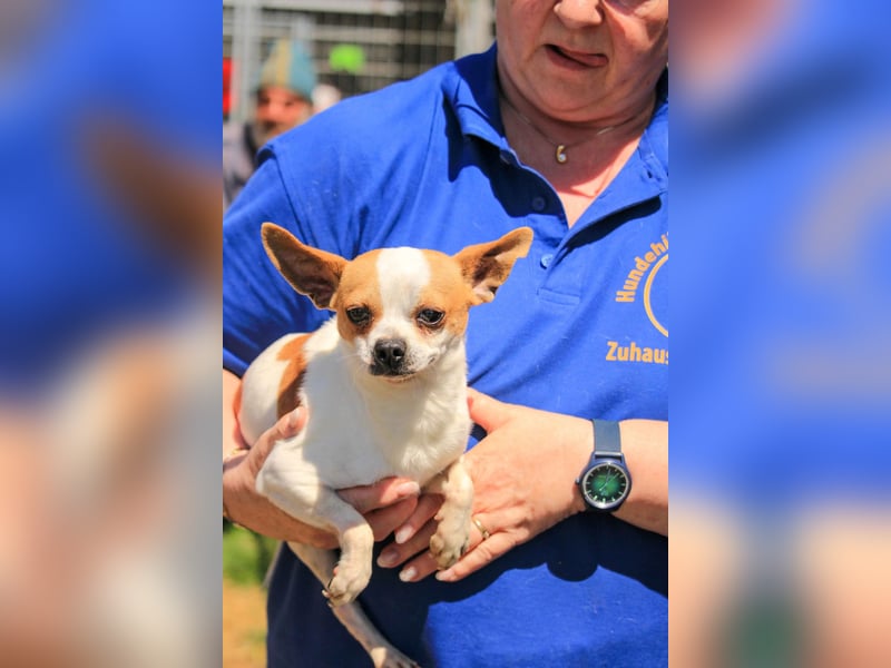 Töltö PP – Chihuahua-Rüde sucht geduldige Menschen mit Herz