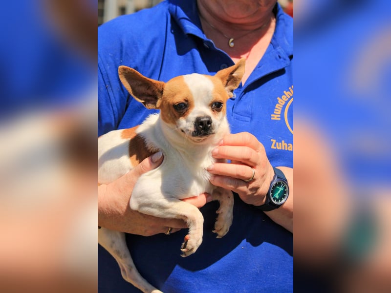 Töltö PP – Chihuahua-Rüde sucht geduldige Menschen mit Herz