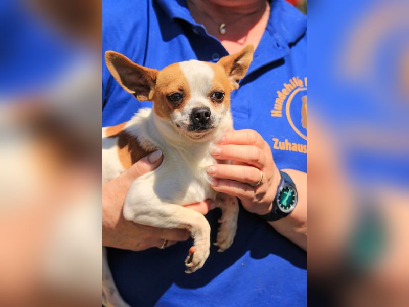 Töltö PP – Chihuahua-Rüde sucht geduldige Menschen mit Herz