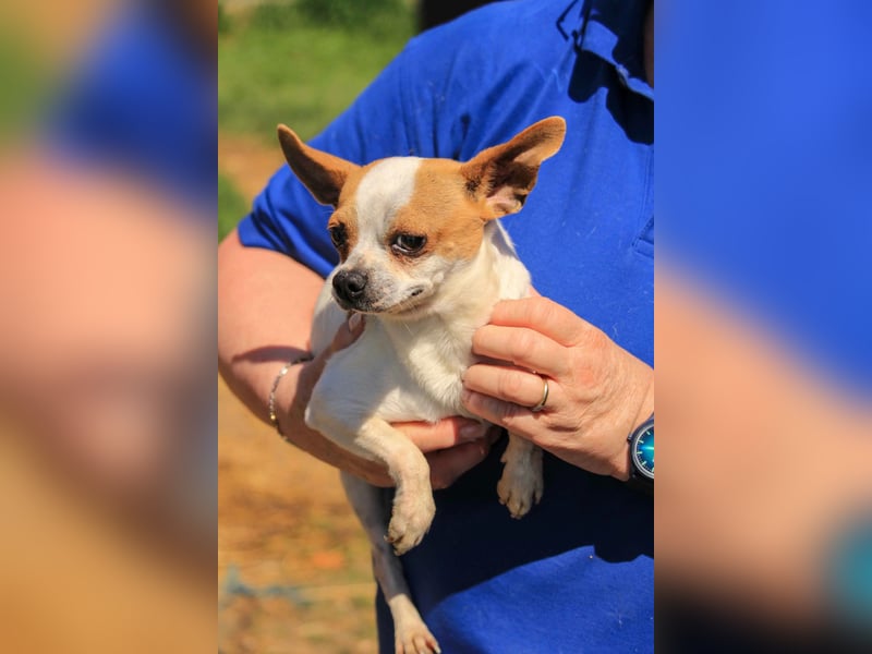 Töltö PP – Chihuahua-Rüde sucht geduldige Menschen mit Herz