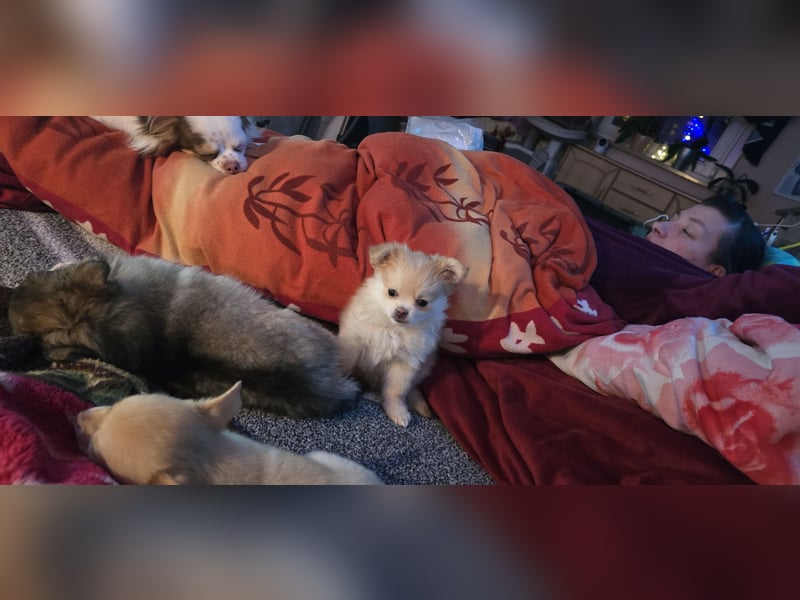 Chihuahua pomeranian Mix