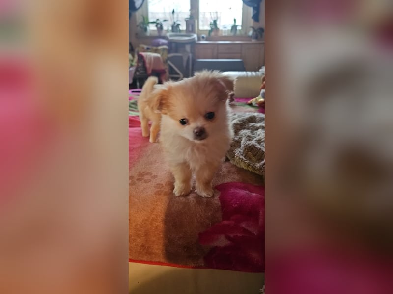 Chihuahua pomeranian Mix