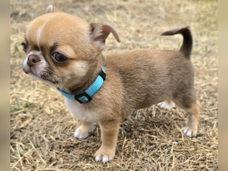 schöner charmanter frecher Chihuahua rüde sucht bald ein heim