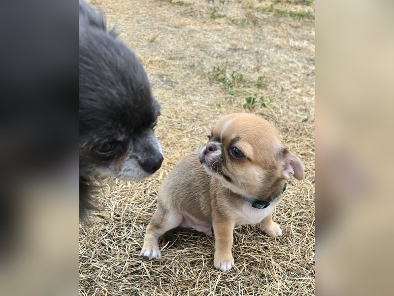 schöner charmanter frecher Chihuahua rüde sucht bald ein heim