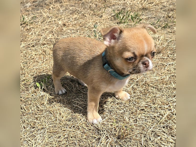 schöner charmanter frecher Chihuahua rüde sucht bald ein heim