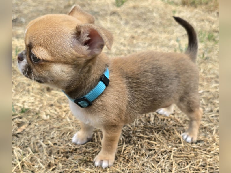schöner charmanter frecher Chihuahua rüde sucht bald ein heim