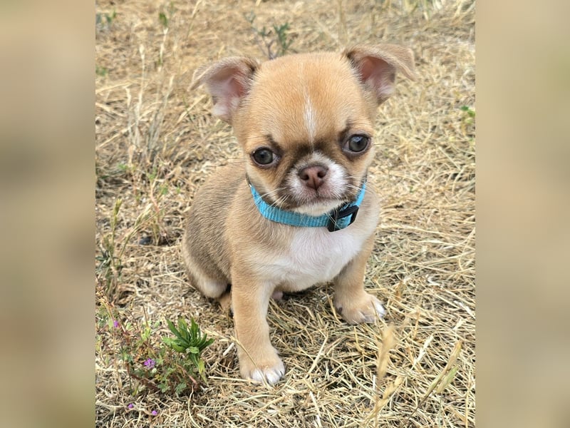 schöner charmanter frecher Chihuahua rüde sucht bald ein heim