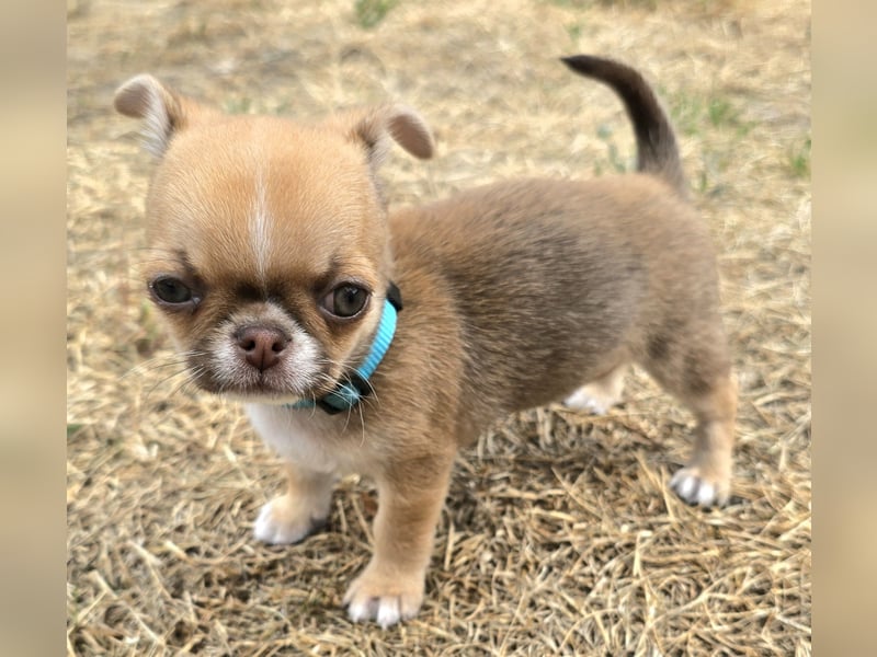 schöner charmanter frecher Chihuahua rüde sucht bald ein heim