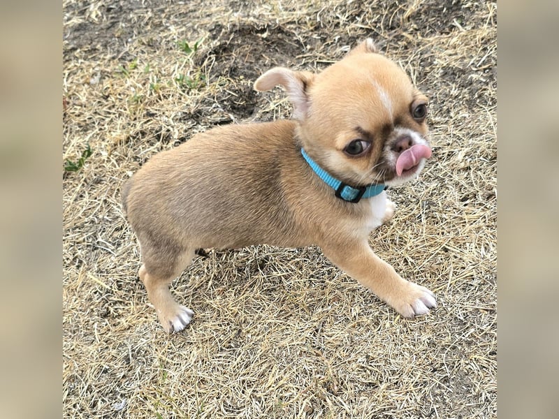 schöner charmanter frecher Chihuahua rüde sucht bald ein heim