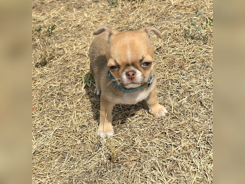 schöner charmanter frecher Chihuahua rüde sucht bald ein heim
