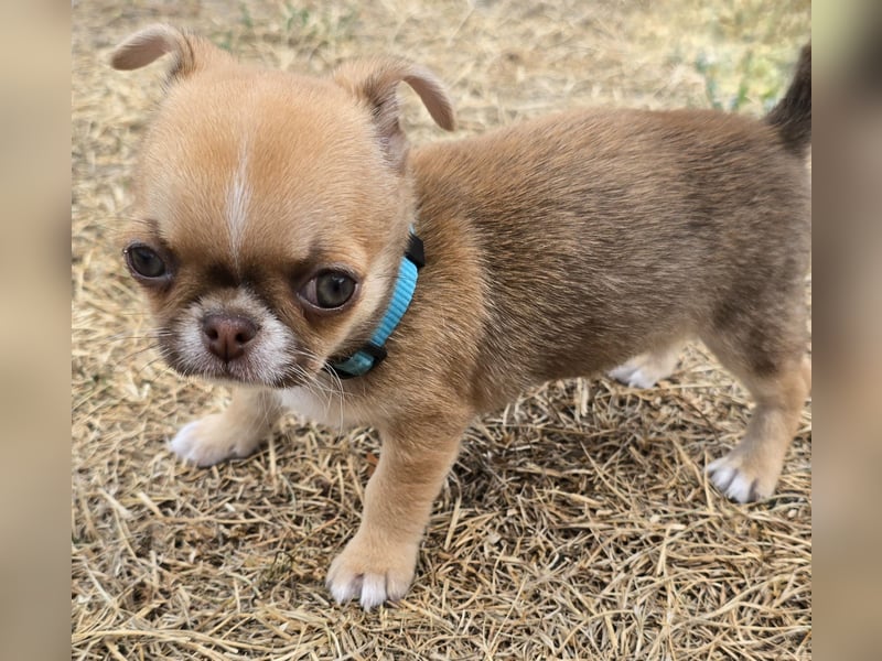 schöner charmanter frecher Chihuahua rüde sucht bald ein heim