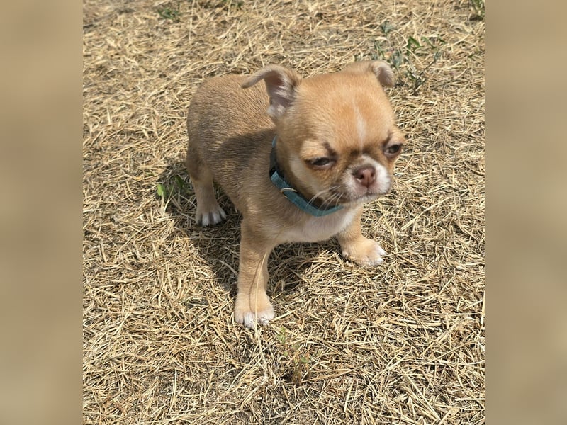 schöner charmanter frecher Chihuahua rüde sucht bald ein heim
