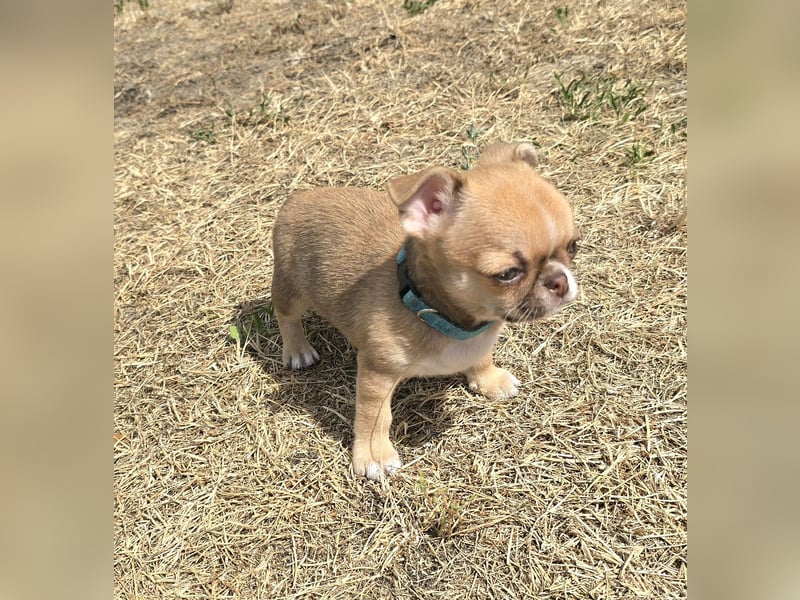 schöner charmanter frecher Chihuahua rüde sucht bald ein heim
