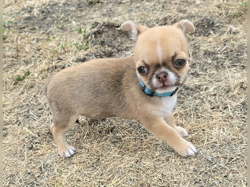 schöner charmanter frecher Chihuahua rüde sucht bald ein heim