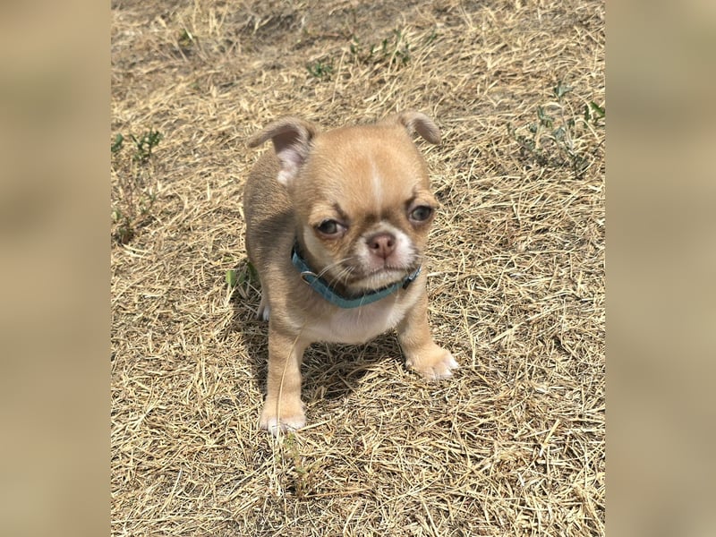 schöner charmanter frecher Chihuahua rüde sucht bald ein heim