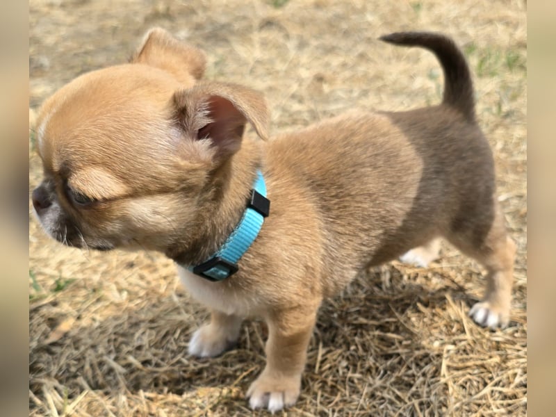 schöner charmanter frecher Chihuahua rüde sucht bald ein heim