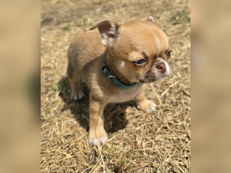 schöner charmanter frecher Chihuahua rüde sucht bald ein heim