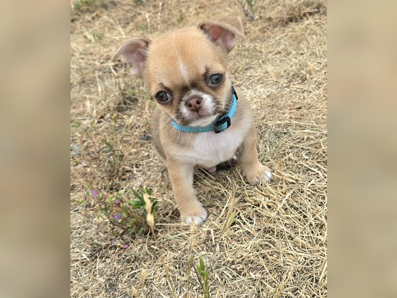 schöner charmanter frecher Chihuahua rüde sucht bald ein heim