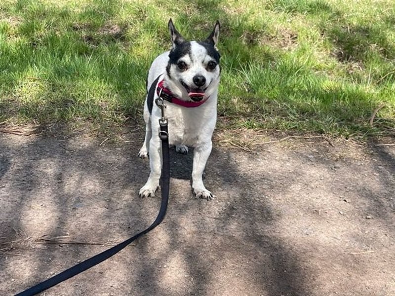 Charly, Chihuahua-Mix, geb. 2015, sucht ruhiges Zuhause