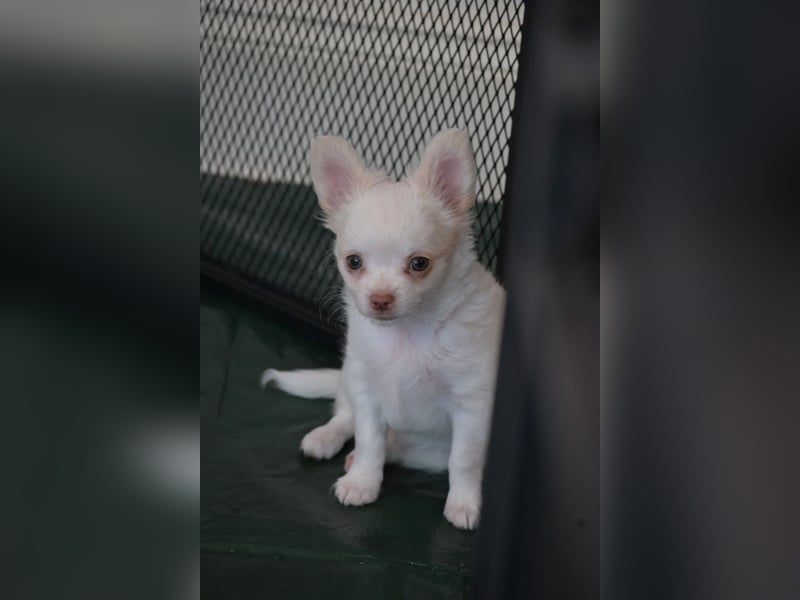 Chihuahua , Rüden und Hündinnen