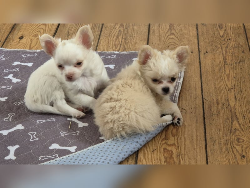 Chihuahua , Rüden und Hündinnen