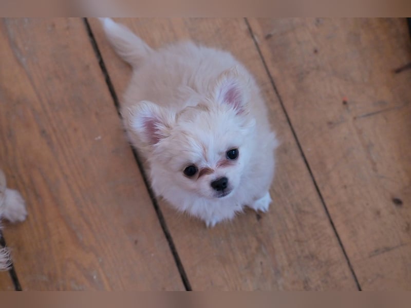 Chihuahua , Rüden und Hündinnen