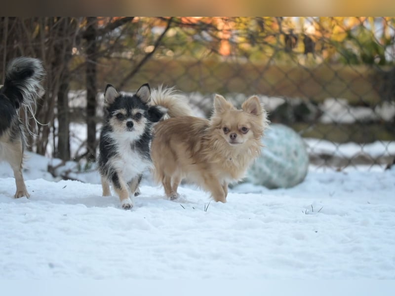 Chihuahua , Rüden und Hündinnen