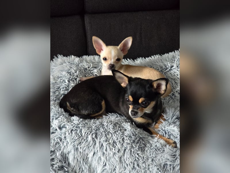 Chihuahua Welpe sucht noch ein neues Zuhause auf Lebenszeit
