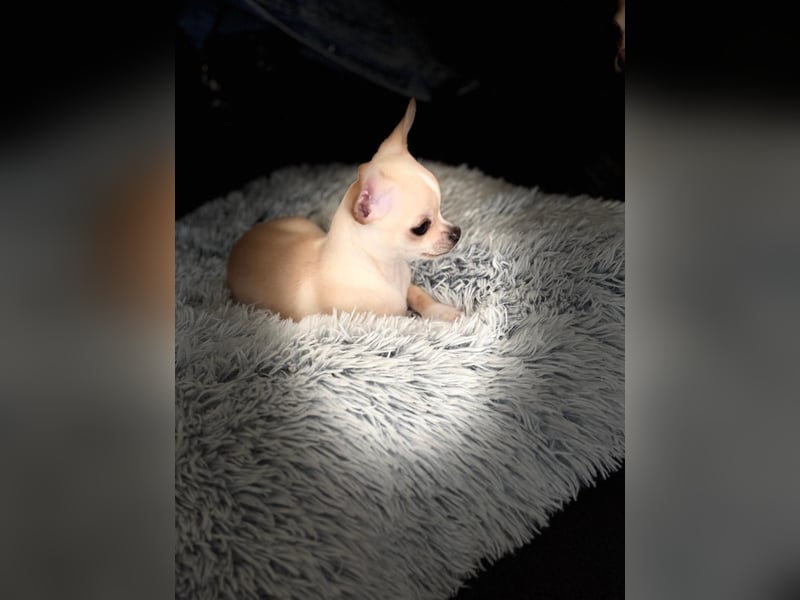 Chihuahua Welpe sucht noch ein neues Zuhause auf Lebenszeit
