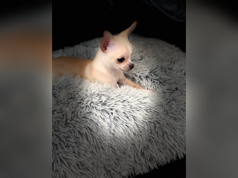 Chihuahua Welpe sucht noch ein neues Zuhause auf Lebenszeit
