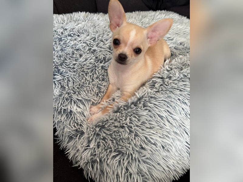 Chihuahua Welpe sucht noch ein neues Zuhause auf Lebenszeit