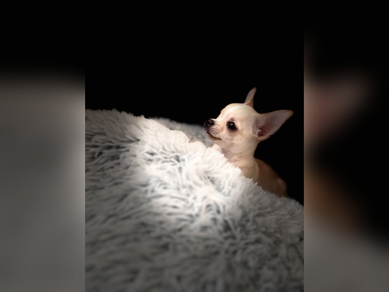 Chihuahua Welpe sucht noch ein neues Zuhause auf Lebenszeit