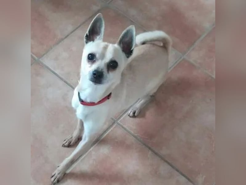 Maximilian