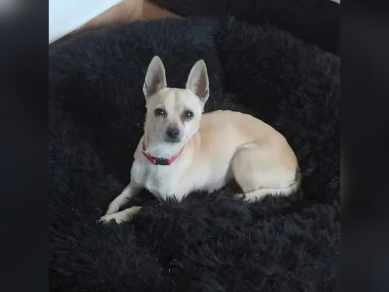 Maximilian
