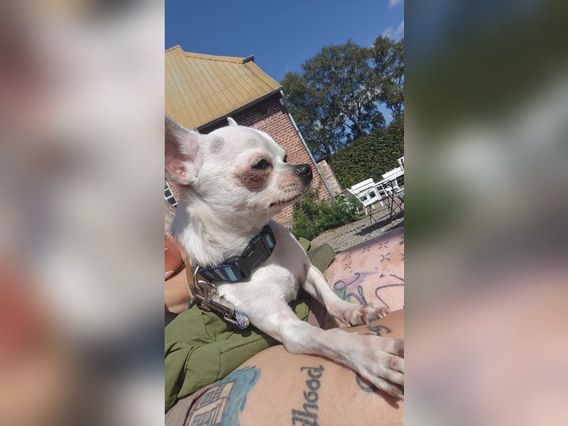 Deckrüde Chihuahua