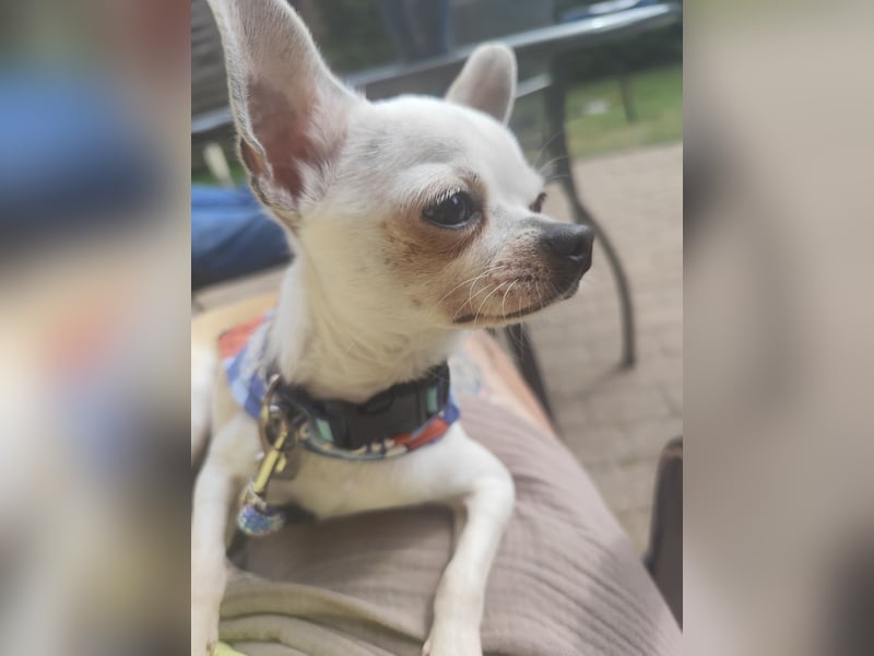 Deckrüde Chihuahua