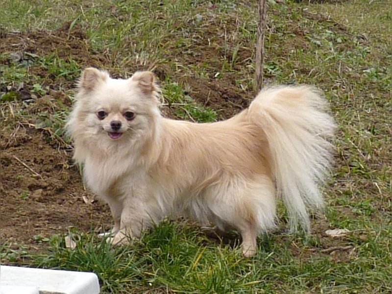 CHIHUAHUA -  Rüde mit FCI-Stammbaum