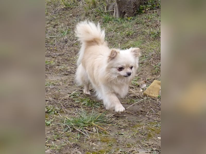 CHIHUAHUA -  Rüde mit FCI-Stammbaum