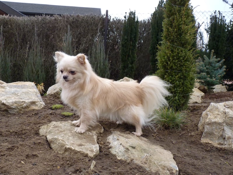 CHIHUAHUA -  Rüde mit FCI-Stammbaum