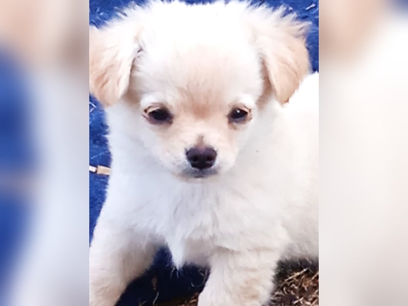 Pepito der Kuschler, sucht noch ein liebevolles Zuhause.