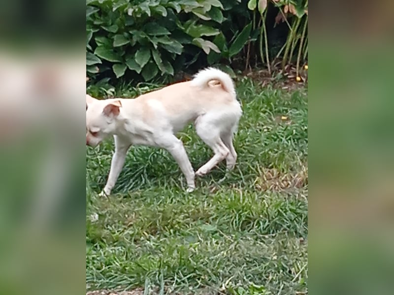 Zwei Chihuahua Buben sind auf der Suche ………..