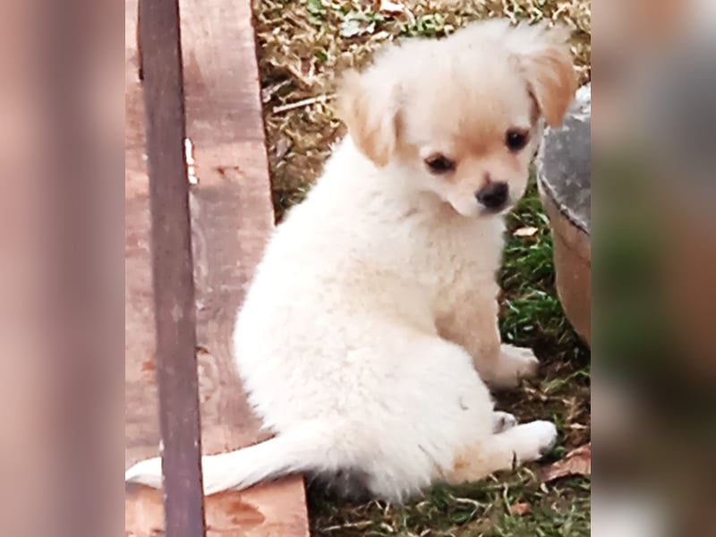 Pepito der Kuschler, sucht noch ein liebevolles Zuhause.
